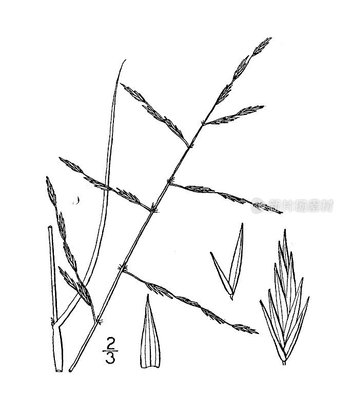 古植物插图:Eragrostis Sissilispica, Praire Eragrostis